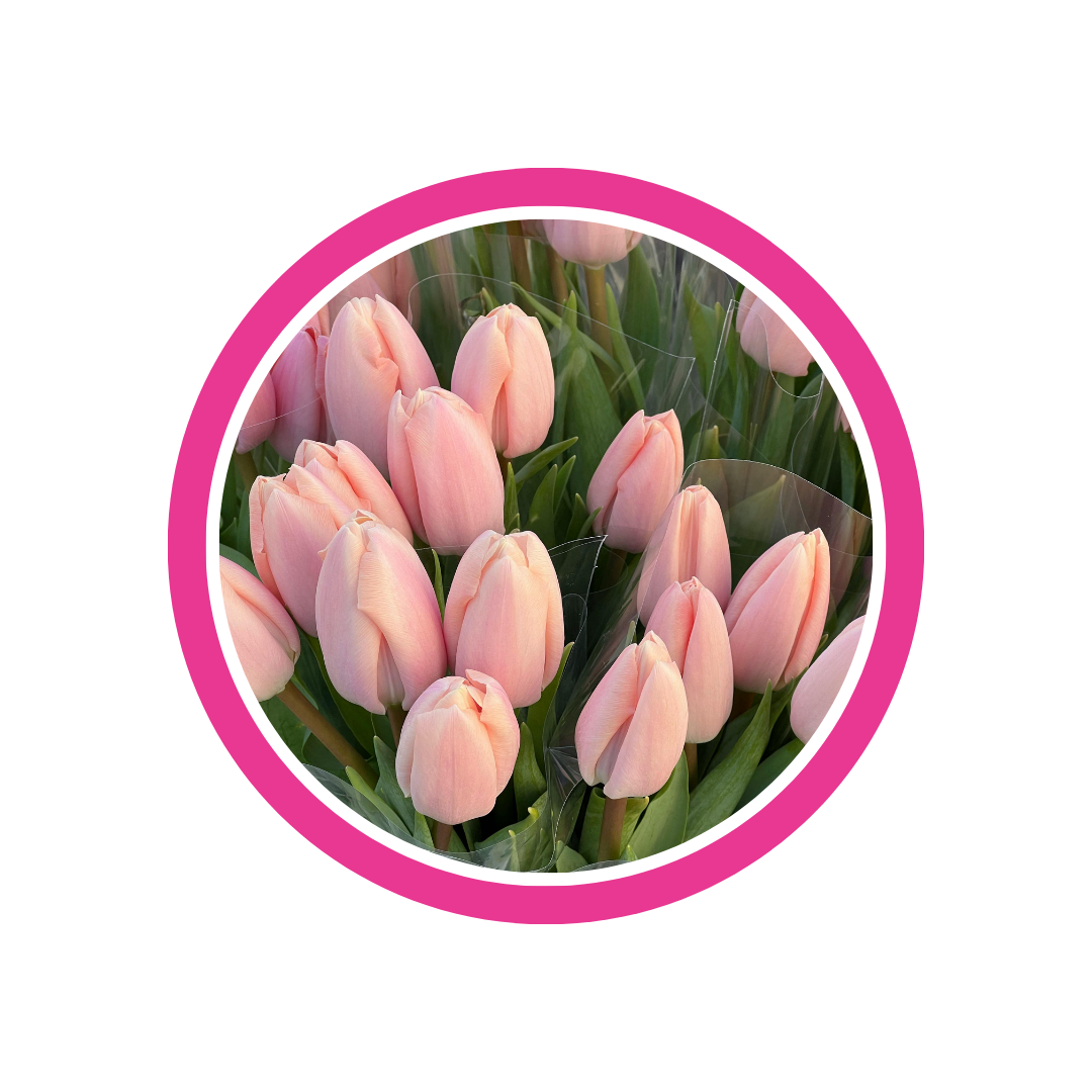 Tulipas